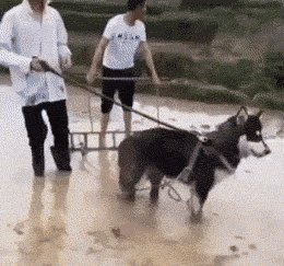 搞笑gif:不走寻常路的萨摩耶!比我还有思想!