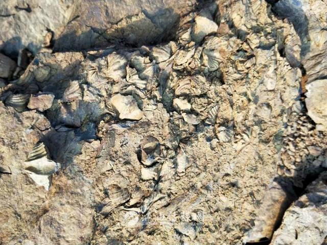 江油发现大量弓石燕化石,比恐龙早1.5亿年!
