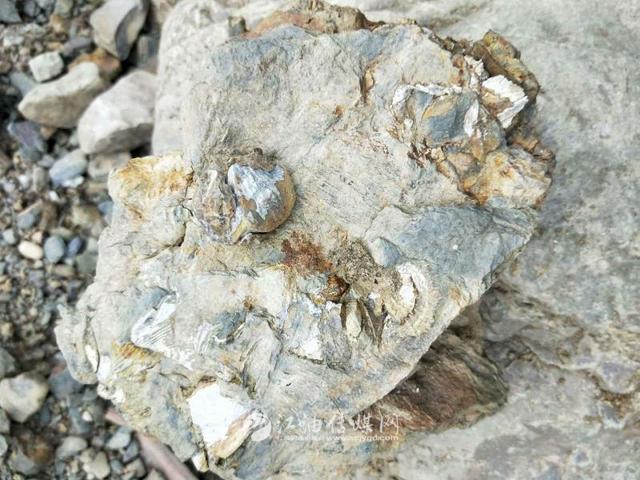 江油发现大量弓石燕化石,比恐龙早1.5亿年!