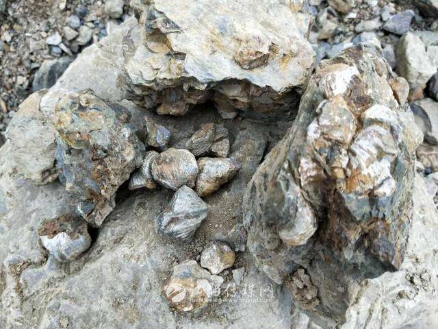 江油发现大量弓石燕化石,比恐龙早1.5亿年!