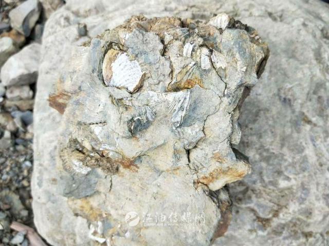 江油发现大量弓石燕化石,比恐龙早1.5亿年!