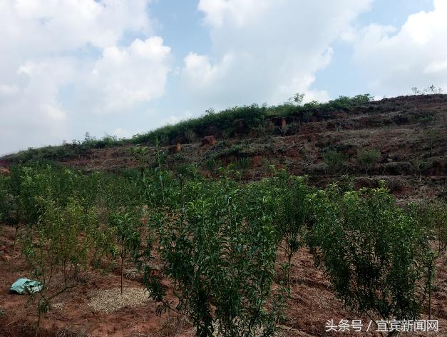 王场镇还在打造一个3000亩的  农耕文化体验基地