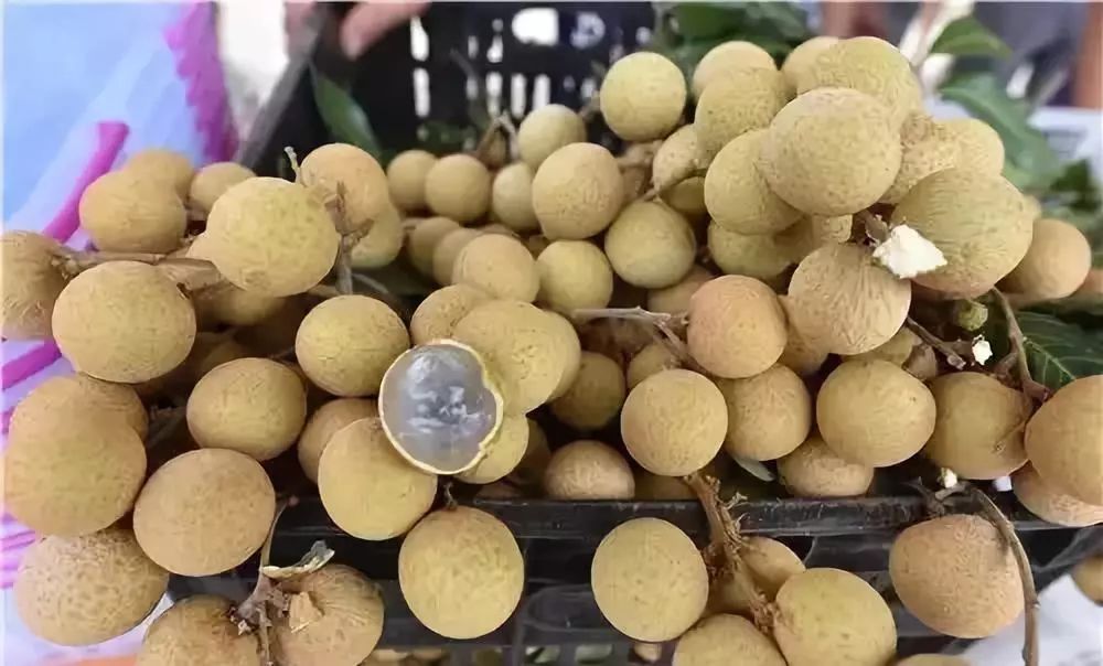 宜宾10大桂圆采摘地来啦!有的才1元/斤,明天就去!