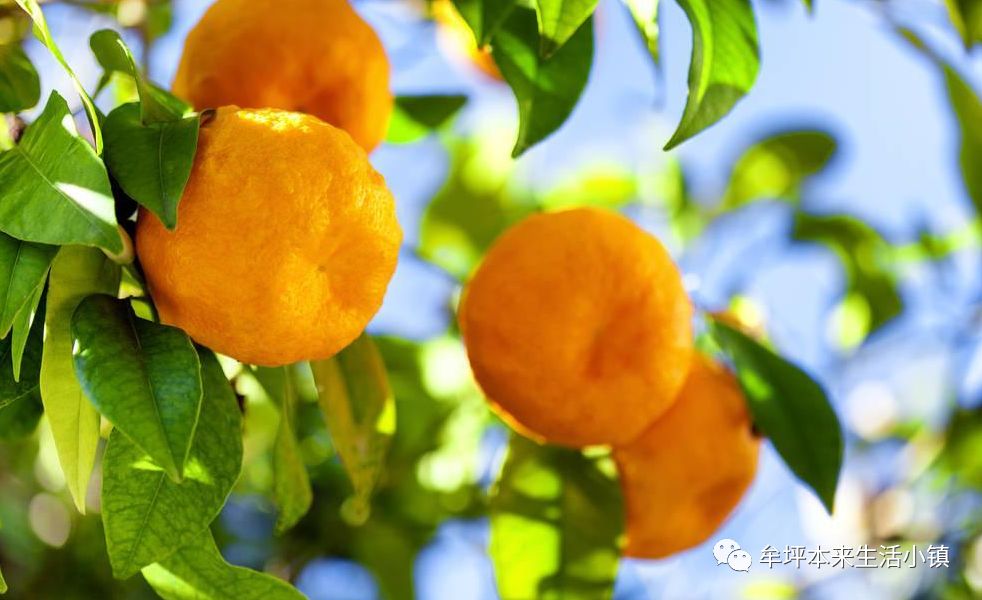 宜宾人一定要品尝最新鲜的长江首橙哦!就在橘香牟坪w13.jpg