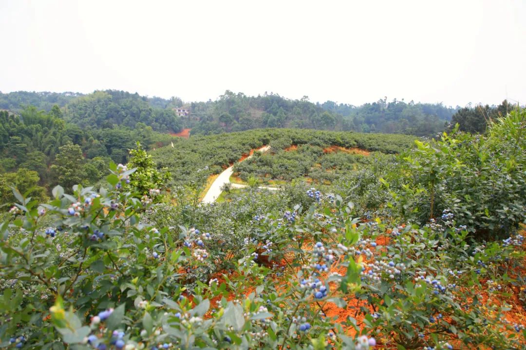 宜宾这个蓝莓基地要火!几片山都是,整整10000株,14.9元不限量随便吃!